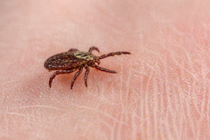 В Мамадышском районе зафиксированы укусы клещей