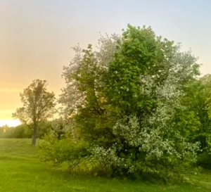 Народные приметы: Природа подсказывает идеальное время для посадки