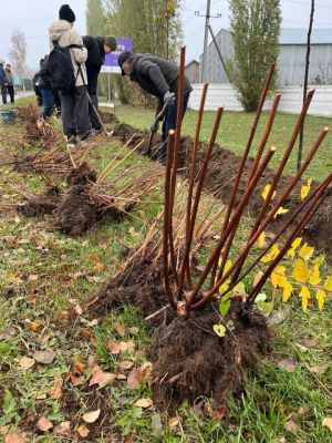 В Мамадыше высадили более 1400 кустарников и сотни деревьев