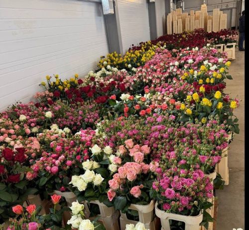 В Мамадыше расцвел «Floradex»: тепличный комплекс получил название