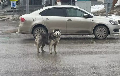 Проблему безнадзорных животных в Мамадыше назвали одной из самых острых