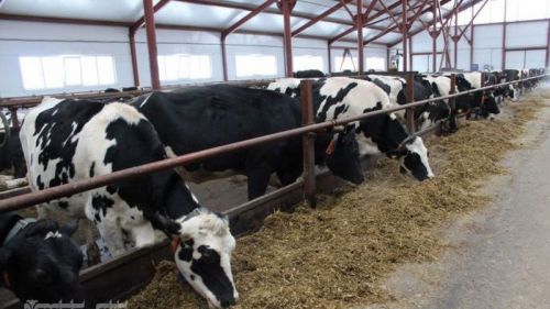 Мамадышский район стал одним из лидеров по росту производства животноводческой продукции в Татарстане