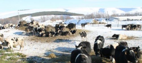 В Мамадышском районе выросло производство мяса и молока