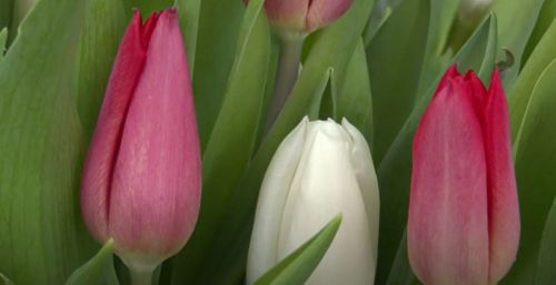 Что же ожидают женщины на 8 марта, и что планируют им подарить мужчины