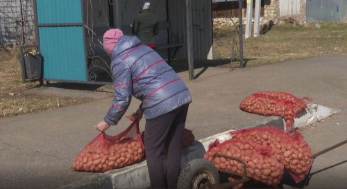 В Мамадышском районе сельским жителям раздают семенной картофель