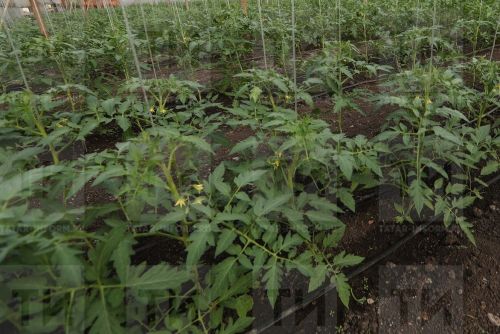 Когда лучше всего высадить рассаду в открытый грунт