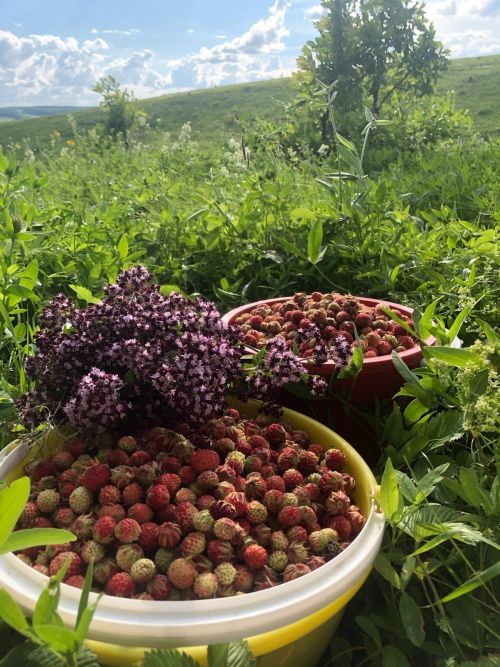 Ягодный сезон открыт: мамадышцам рассказали о стоимости садовой и полевой клубники