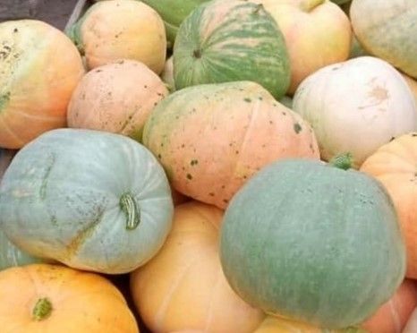 Жительница района вырастила на 5 сотках тыквы-великаны