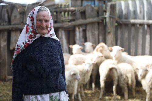 81-летняя жительница Мамадышского района: «Не могу представить свою жизнь без моих любимых овечек»