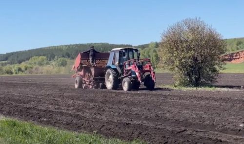 Школы Мамадышского района приступили к посадке картофеля