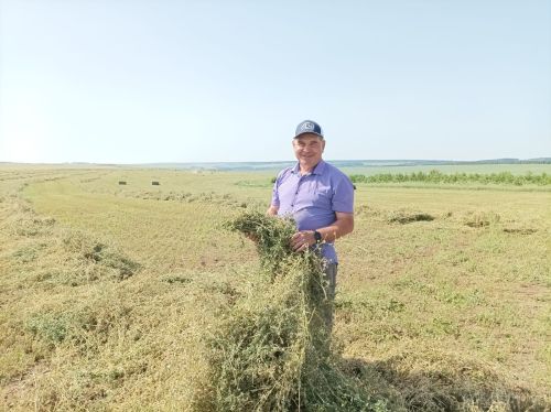 На полях Мамадышского района разгар кормозаготовки