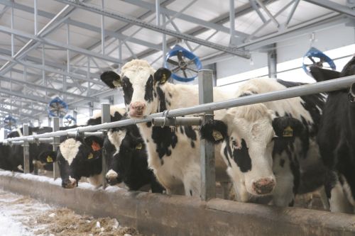 Производство молока в Мамадышском районе выросло на 23%