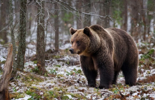 Медвежий коллапс в Мамадыше: как аномальная зима сбила ритм хозяевам леса
