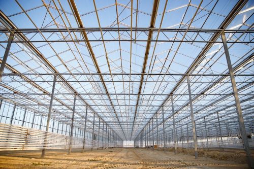 Мамадышские цветы: когда поступят в продажу?