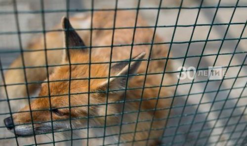 Бешенство у животных: симптомы, профилактика и меры предосторожности