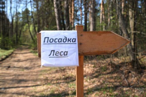 Лесовосстановление в РТ: 1,7 тыс. га лесов  обновлено благодаря нацпроекту