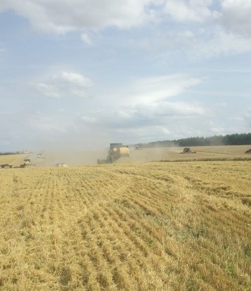 В Мамадышском районе убрано около 60% площадей зерновых культур