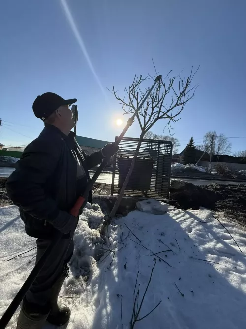 В Мамадыше «Зелёный двор» приводит деревья в порядок