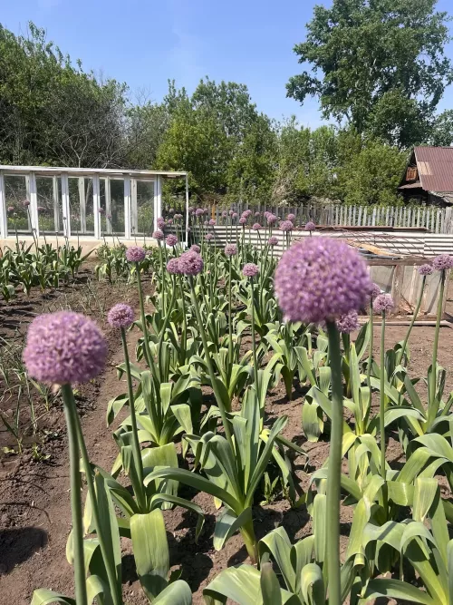 В обычном огороде — необычное чудо