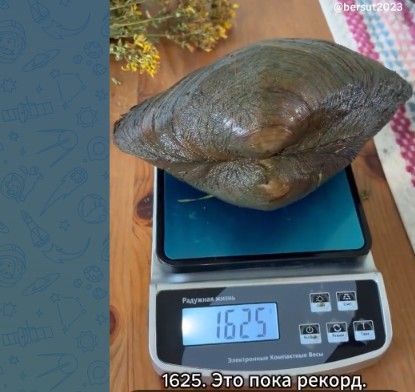 Результаты взвешивания: сколько весят гигантские моллюски из реки Берсут