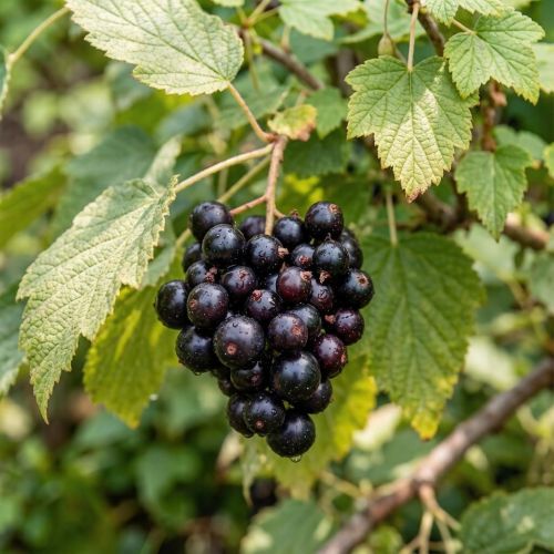 Сезон черной смородины: простые и вкусные рецепты