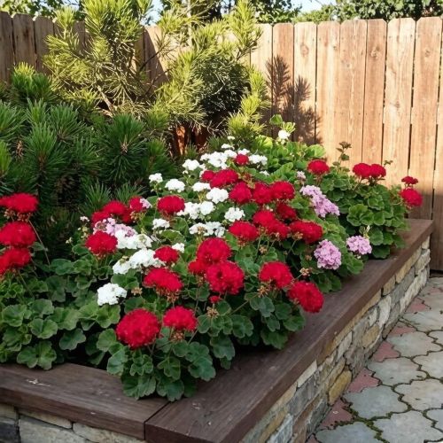 Эксперты рассказали, как подготовить герань к зиме