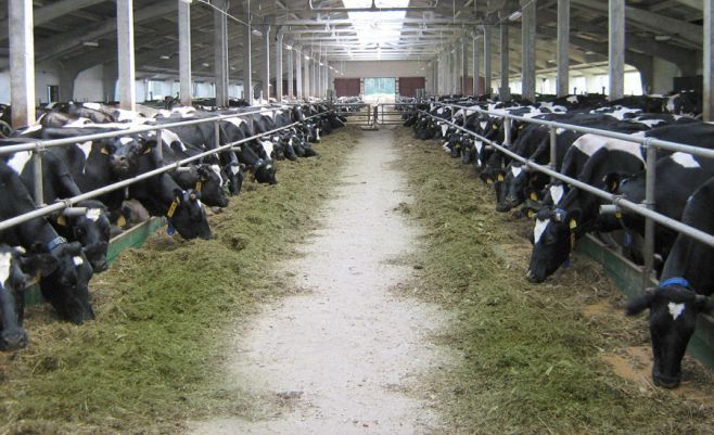65 тыс. частных подворий РТ получат субсидии из-за падения закупочных цен на молоко