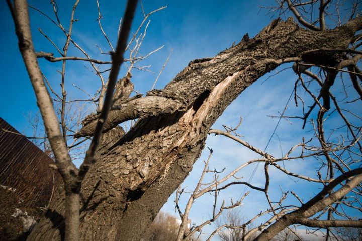 Из-за вырубки опасных деревьев десятки домов Мамадыша останутся без света