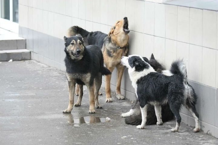 Мамадышцы жалуются на бродячих собак на личный аккаунт главы города