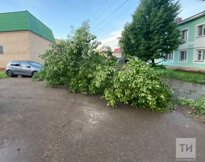 Сильный ветер повалил несколько деревьев, одно из которых упало на машину