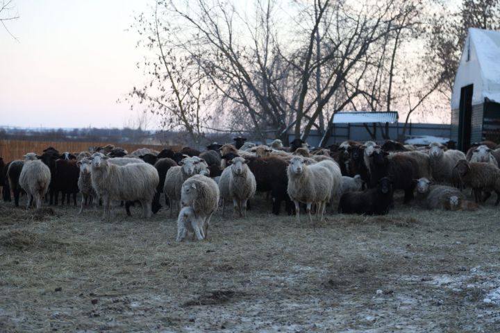 Фермер из поселка Новый Закамский Мамадышского района более 10 лет занимается овцеводством