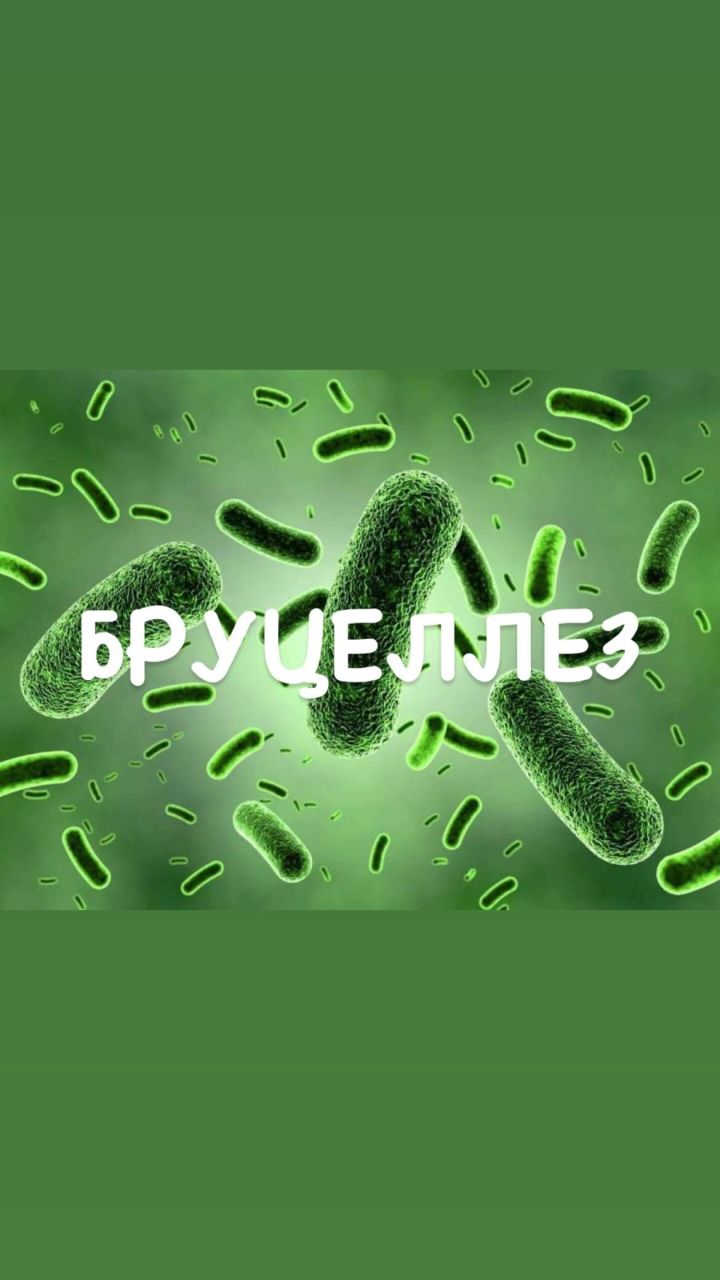 Специалисты ветеринарной службы города Мамадыш, в связи со вспышкой бруцеллеза в Татарстане, бьют тревогу