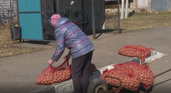 В Мамадышском районе сельским жителям раздают семенной картофель