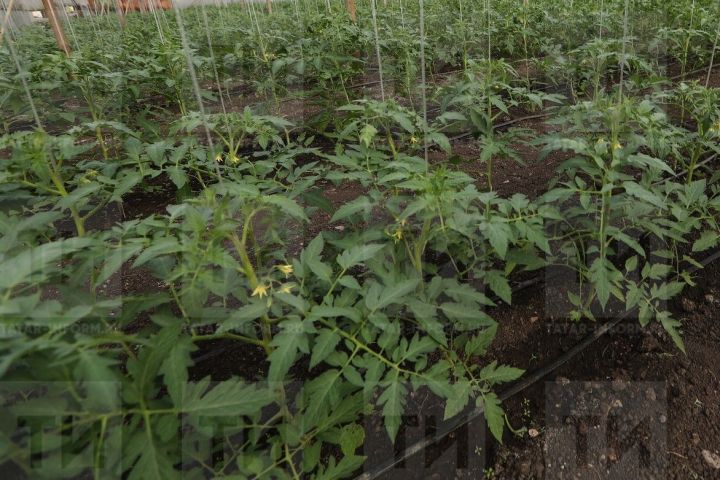 Когда лучше всего высадить рассаду в открытый грунт