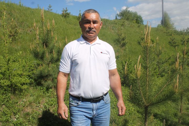 Житель поселка Дорожников возле своего дома вырастил лес