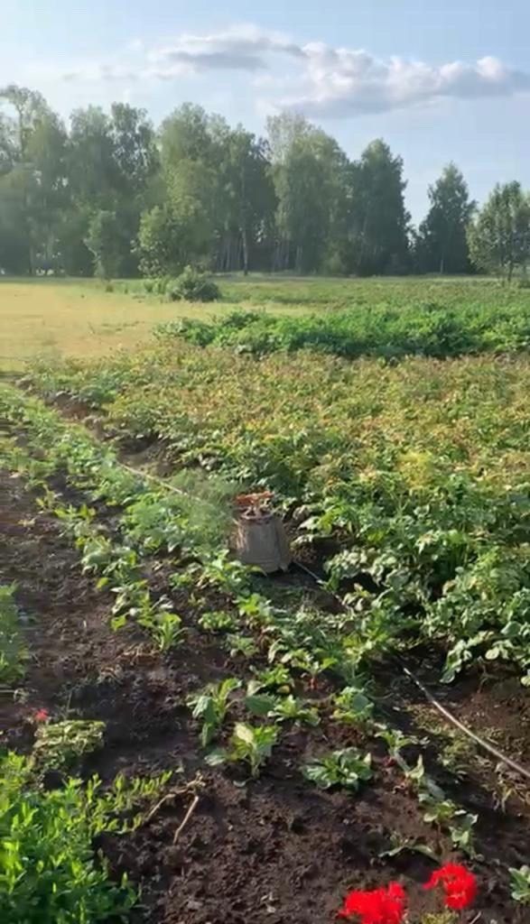 Аномальные погодные условия уничтожали урожай в Мамадышском районе