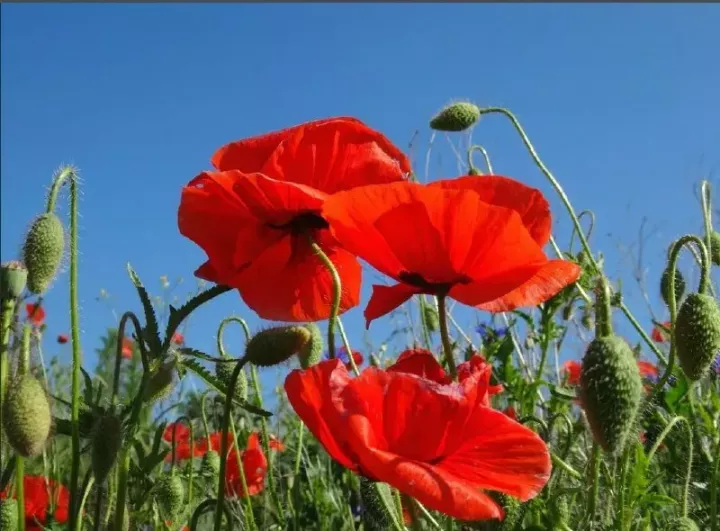 Почему 16 июля считался крайне неудачным на Руси