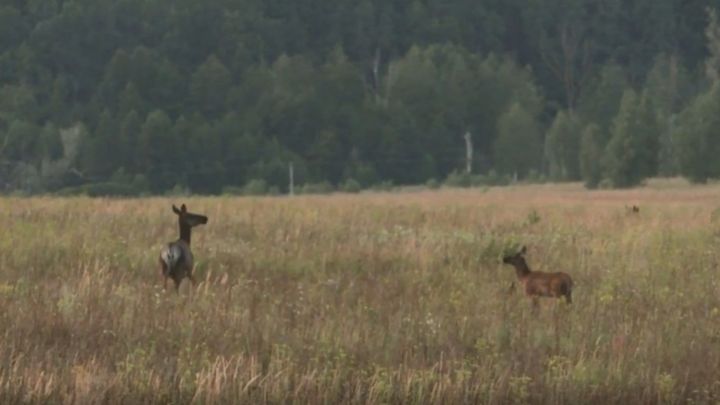 В лесах Мамадышского района могут появиться маралята