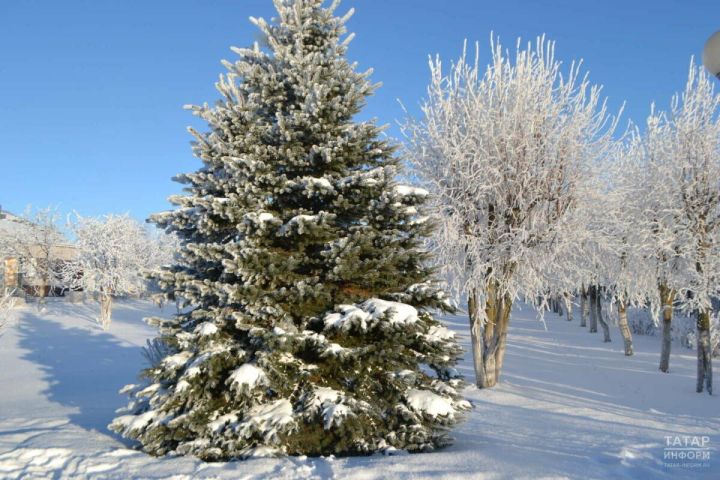 В Мамадыше стартует операция «Ель»