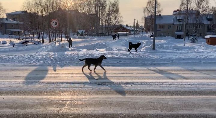 Актуальная проблема в России да в целом во всем мире, связана с агрессивным поведением бродячих собак