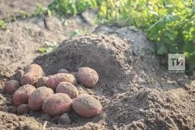 Мамадышцы рассказали о картофельном урожае