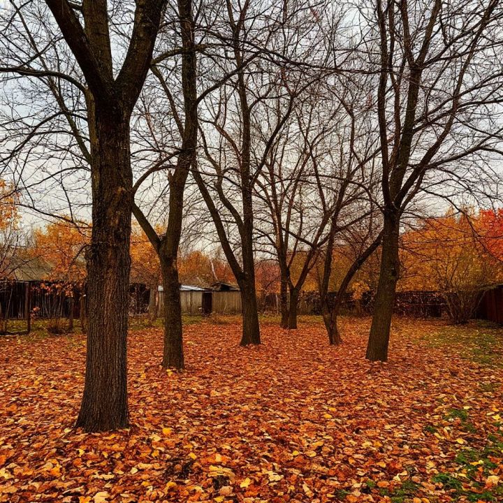 Как правильно подготовить деревья к зиме: исчерпывающее руководство для садовода