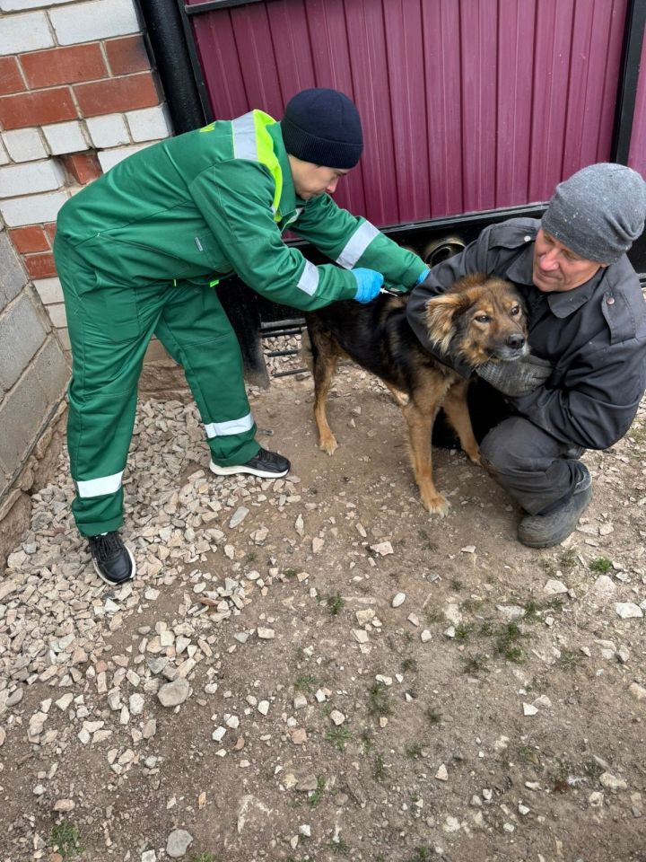 В Мамадыше провели массовую вакцинацию и чипирование домашних животных