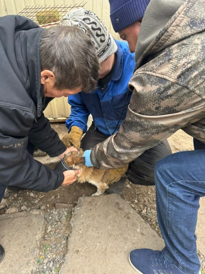 В Мамадыше провели массовую вакцинацию и чипирование домашних животных