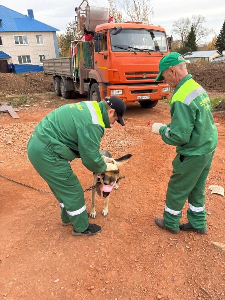 В Мамадыше провели массовую вакцинацию и чипирование домашних животных
