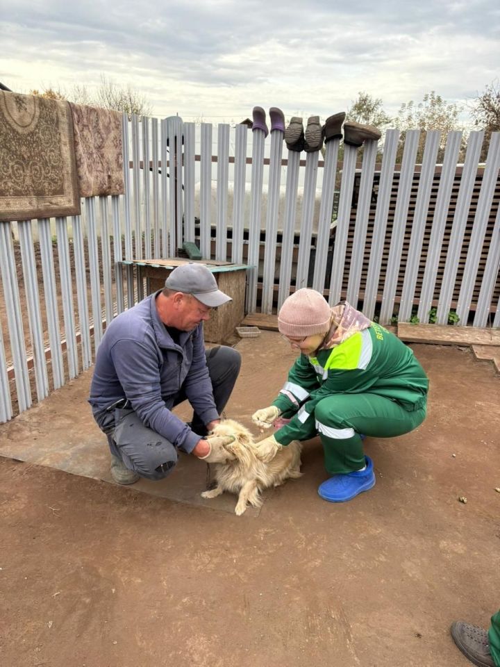 В Мамадыше провели массовую вакцинацию и чипирование домашних животных