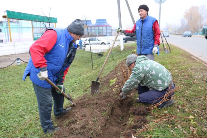 В Мамадыше высадили 250 саженцев в рамках акции по озеленению