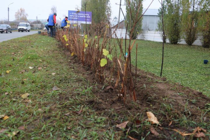 В Мамадыше высадили 250 саженцев в рамках акции по озеленению