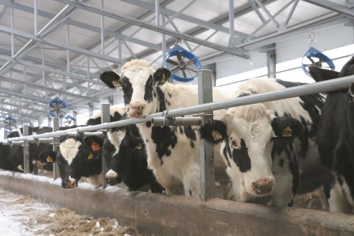 Производство молока в Мамадышском районе выросло на 23%