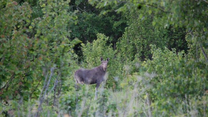 Охрана природы в Татарстане: 569 редких видов в Красной книге